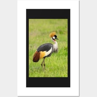 Crowned Crane Posters and Art